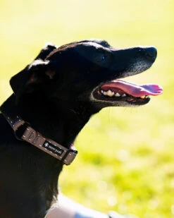 Snow Peak SP Slip Collar 7 Snow Peak SP Slip Collar -Snow Peak Shop dog collar pt 110 lifestyle 04 web